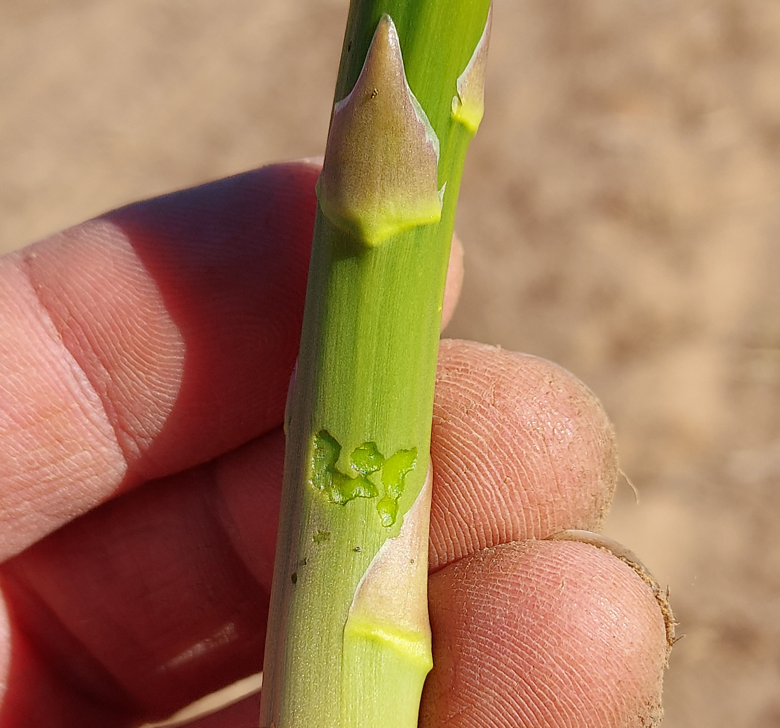 Asparagus beetle feeding on asparagus stem.